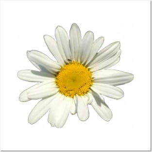 Oxeye Daisy II Posters and Art